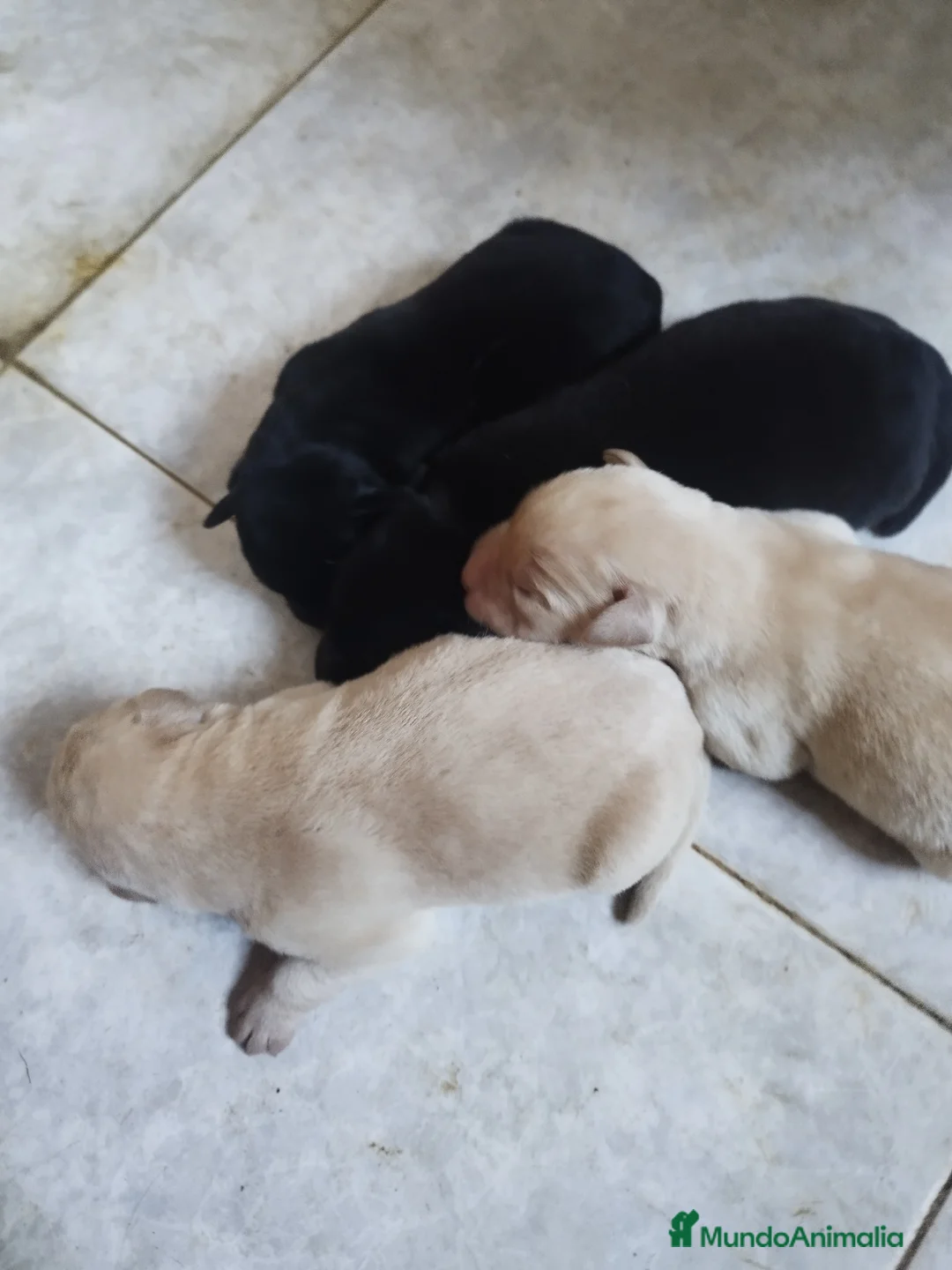 Labrador Retriever perros en venta: LABRADOR EXCLUSIVO  - Anuncio 3
