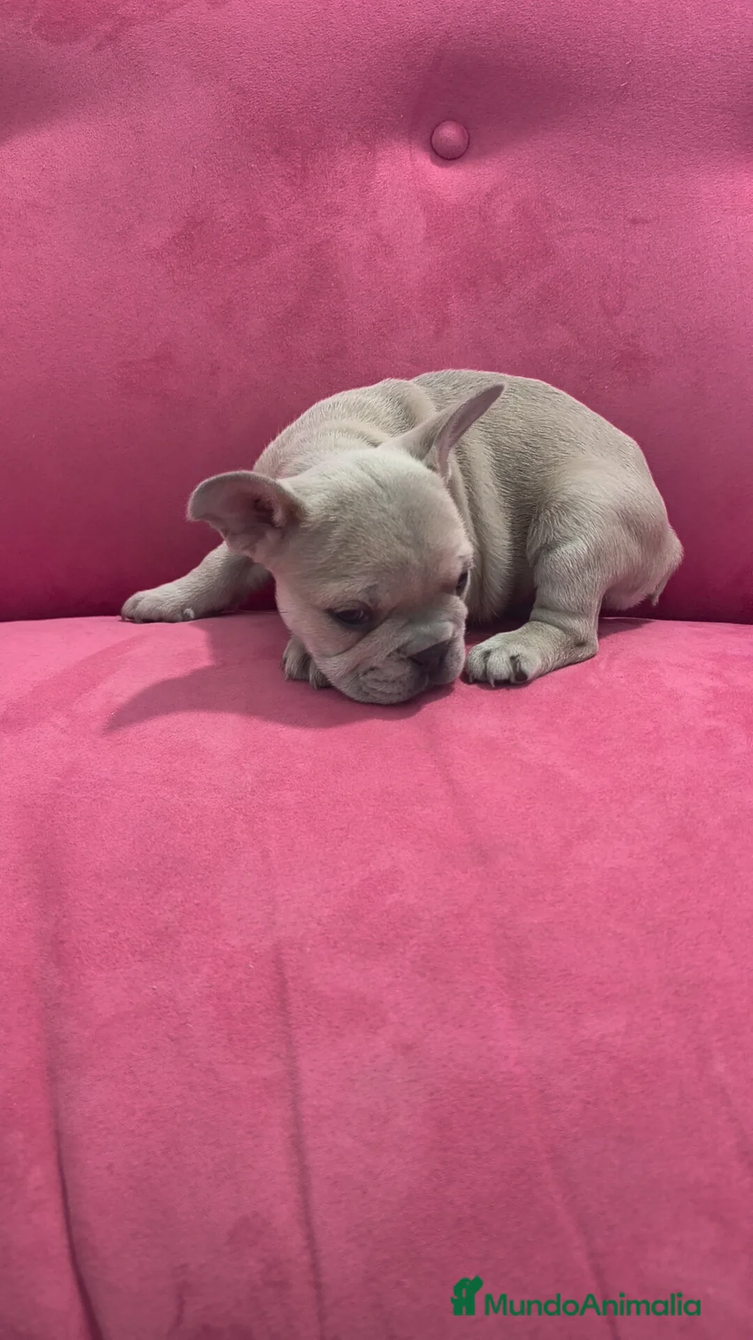 Bulldog Francés perros en venta: Bulldog Francés hembra  - Anuncio 5