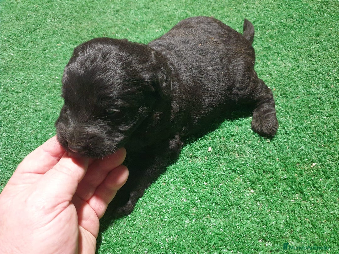 Labradoodle perros en venta: Labradoodle - Anuncio 4