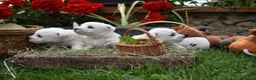 West Highland White Terrier perros en venta: West highland terrier - Anuncio 2