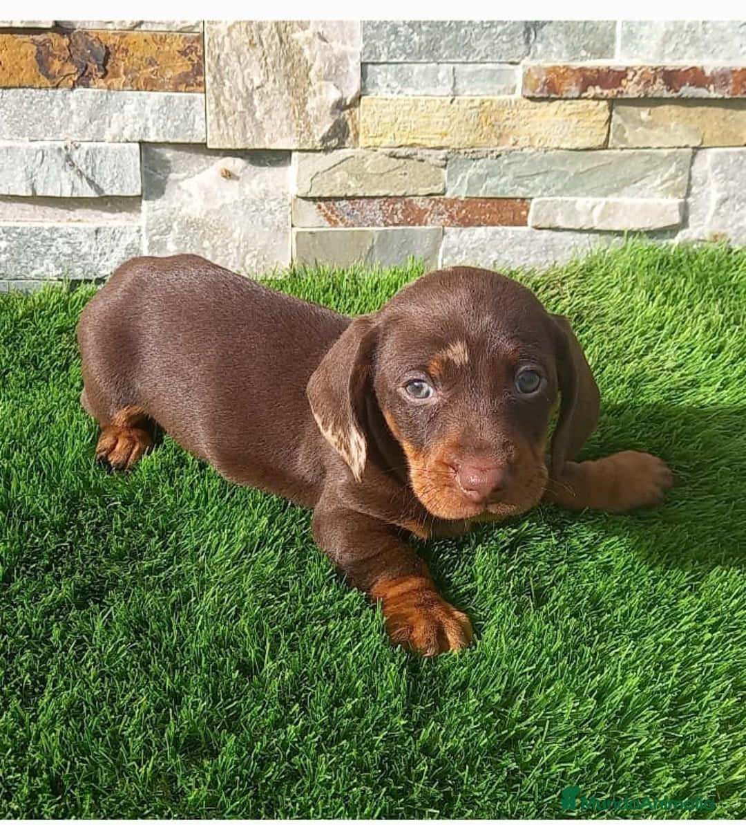 Teckel Miniatura perros en venta: Teckel kaninchen  - Imagen 6