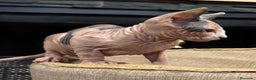 Sphynx gatos en venta: Gato Sphynx  - Anuncio 1