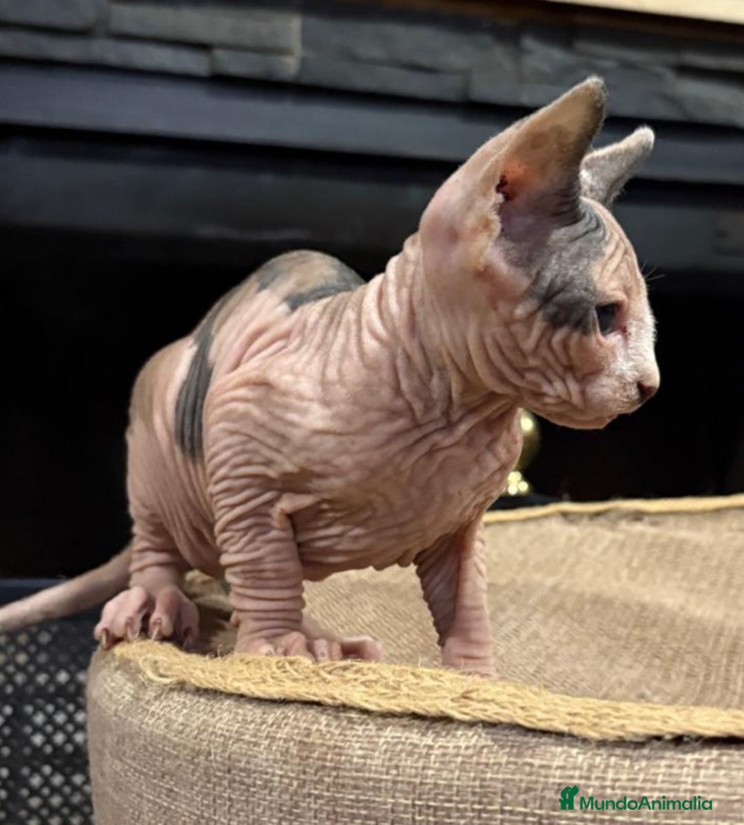Sphynx gatos en venta: Gato Sphynx  - Anuncio 1