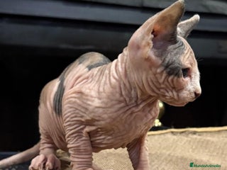 Sphynx gatos Gato esfinge - Anuncio 12