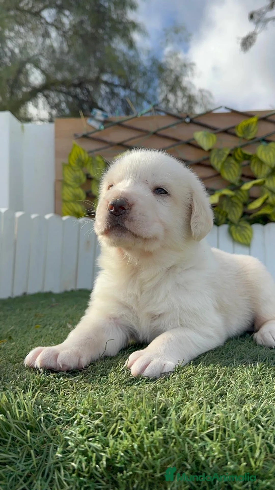 Mastín Español perros en venta: MASTIN ESPAÑOL - Anuncio 13