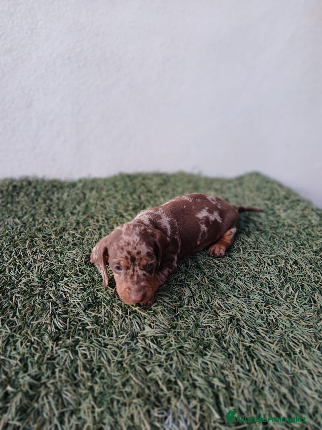 Teckel Miniatura perros en venta: camada teckel arlequín y todos los colores  - Anuncio 9