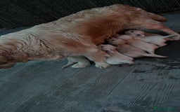 Golden Retriever perros en venta: Golden Retriever  - Imagen 4