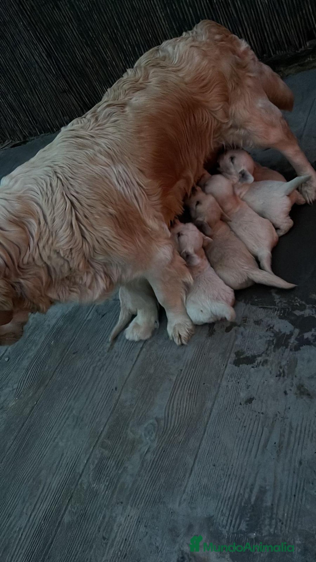 Golden Retriever perros en venta: Golden Retriever  - Imagen 4