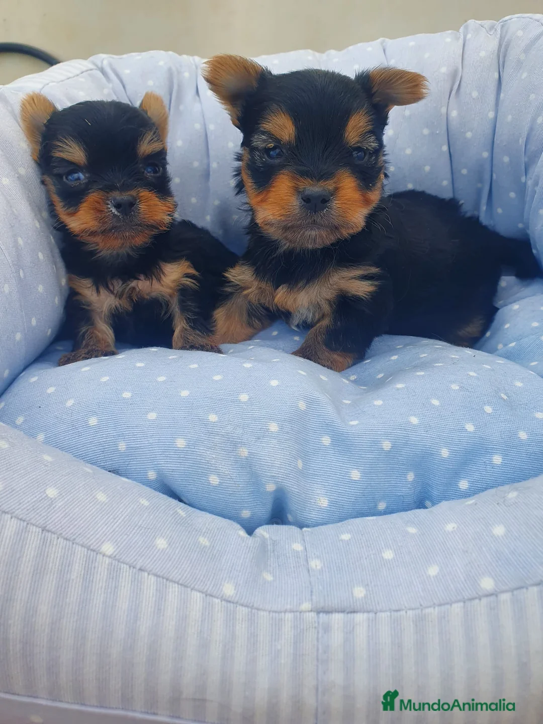Yorkshire Terrier perros en venta: Yorkshire Terrier en Murcia - Anuncio 1