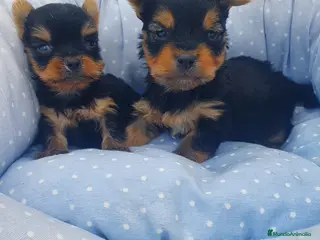 Yorkshire Terrier perros Yorkshire Terrier en Murcia - Anuncio 5