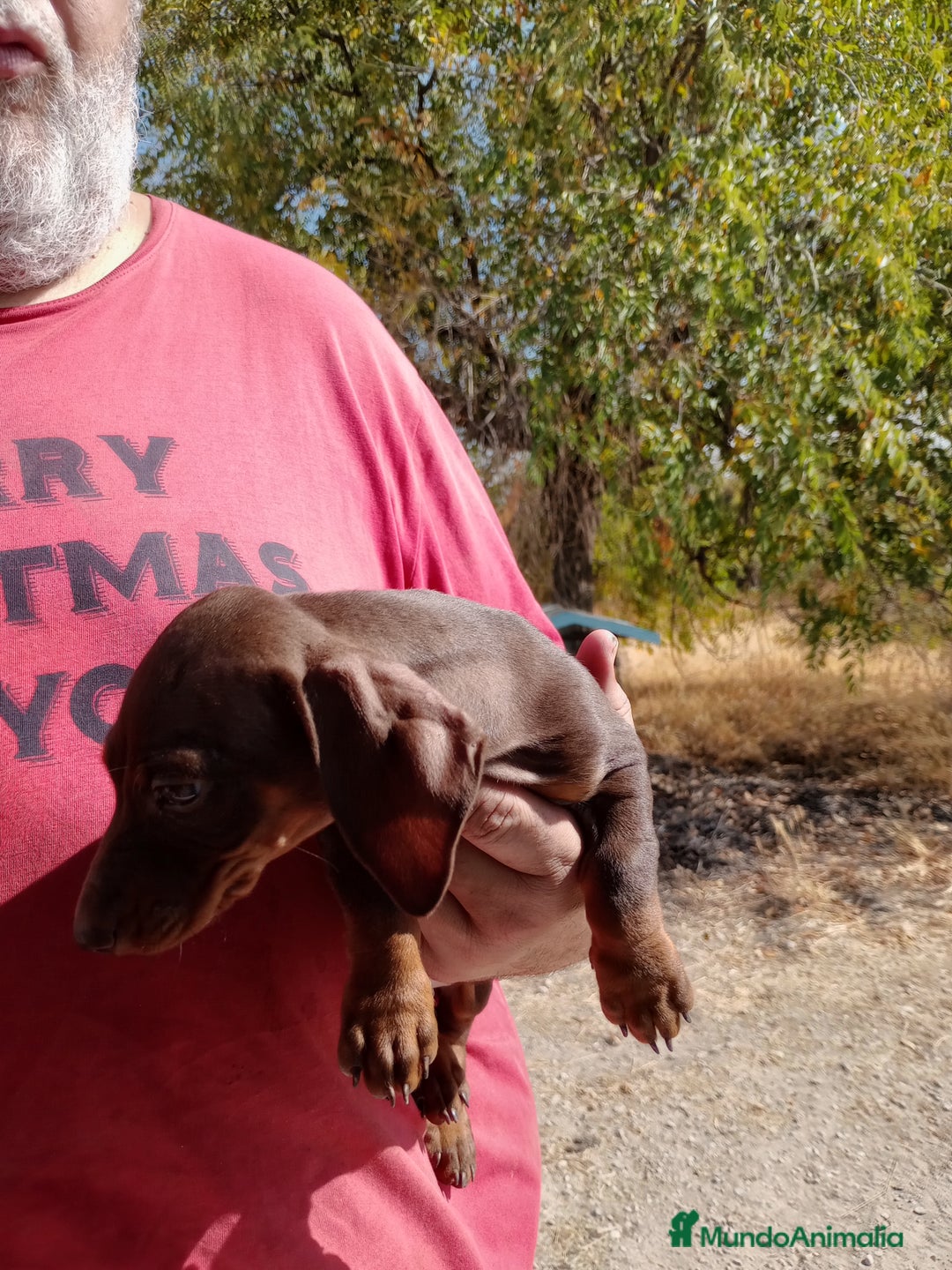 Teckel Miniatura perros en venta: Teckel miniatura pelo corto - Imagen 4