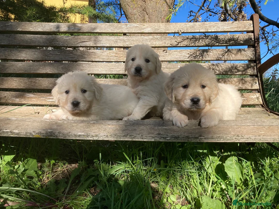 Golden Retriever perros en venta: Bebés de Golden retriever - Anuncio 2