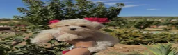 Maltipoo perros en venta: Maltipoo macho TOY - Anuncio 3