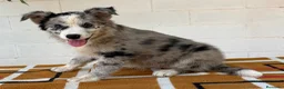 Border Collie perros en venta: Border Collie – Cachorros tranquilos 🐾 - Anuncio 9