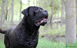 Cane Corso perros en venta: Preciosa camada de Cane Corso  - Anuncio 2