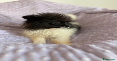 Pomerania perros - Anuncio 1