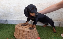 Teckel perros en venta: TECKEL negro fuego  - Imagen 3