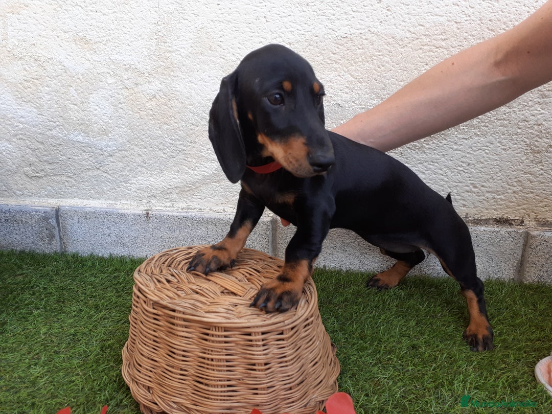 Teckel perros en venta: TECKEL negro fuego  - Imagen 3