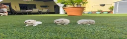 Bichón Maltés perros en venta: Bichon maltés  - Anuncio 5