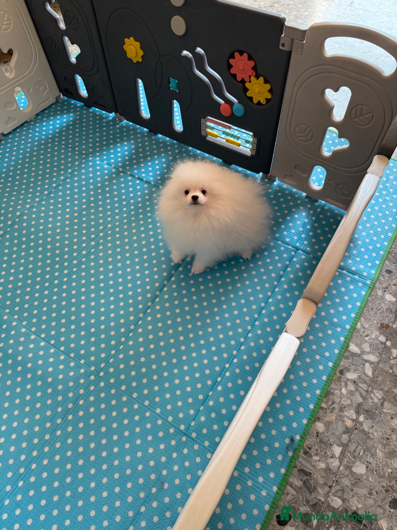 Pomerania perros Pomerania Toy - Anuncio 4