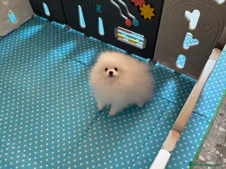 Pomerania perros Pomerania Toy - Anuncio 4