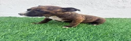 American Staffordshire-Terrier perros en venta: American Stanffordshire terrier - Anuncio 4