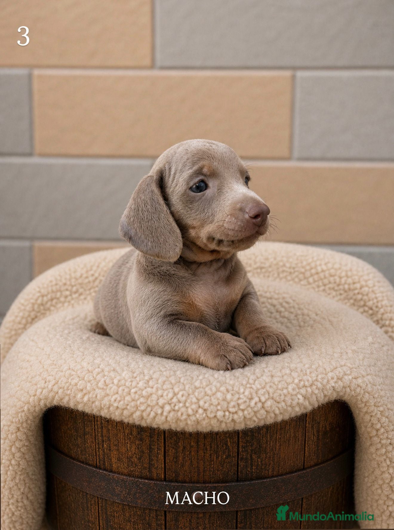 Teckel Miniatura perros Teckel mini Isabela ojos azules - Anuncio 2