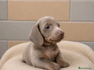 Teckel Miniatura perros Teckel mini Isabela ojos azules - Anuncio 2