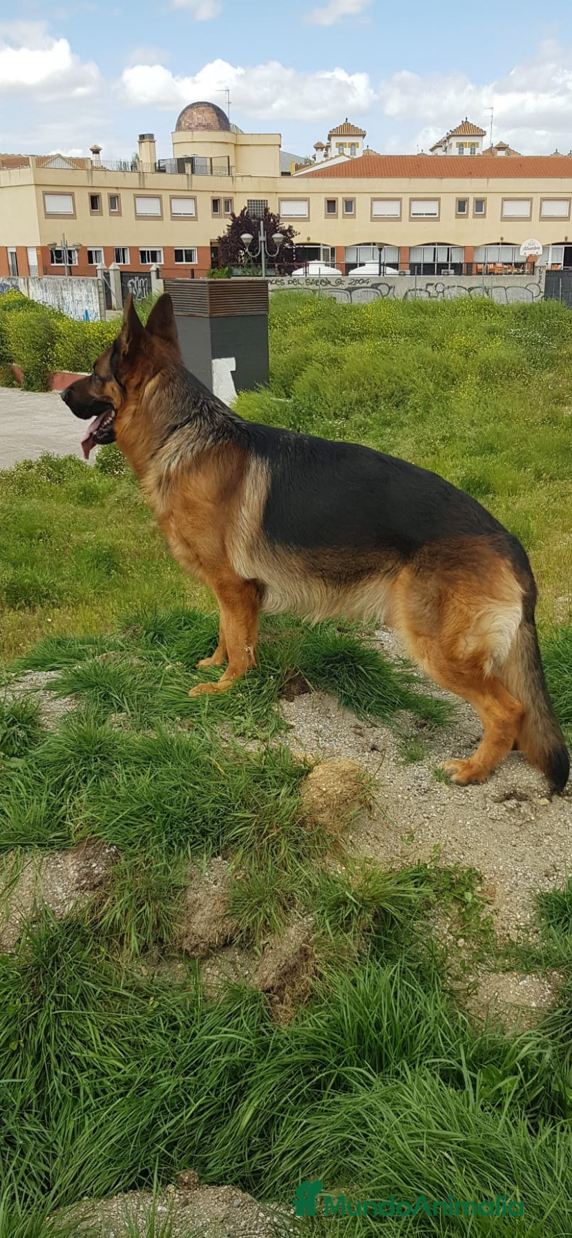 Pastor Alemán perros Pastor aleman machito - Anuncio 1