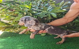 Teckel Miniatura perros en venta: Teckel arlequín mini - Imagen 3
