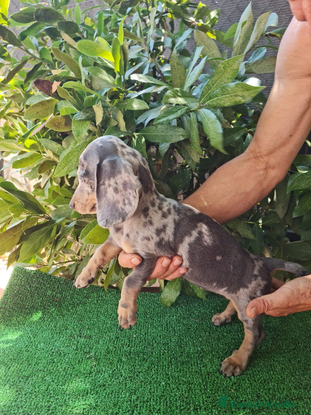 Teckel Miniatura perros en venta: Teckel arlequín mini - Imagen 3