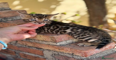 Bengalí gatos - Anuncio 7
