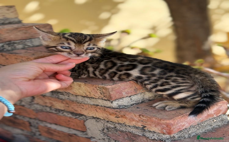 Bengalí gatos - Anuncio 1