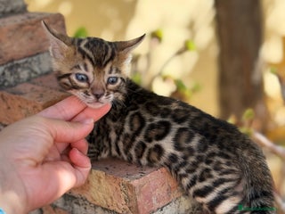 Bengalí gatos - Anuncio 1