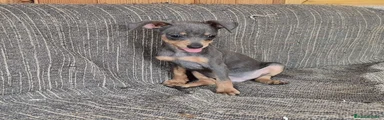 Pinscher Miniatura 
