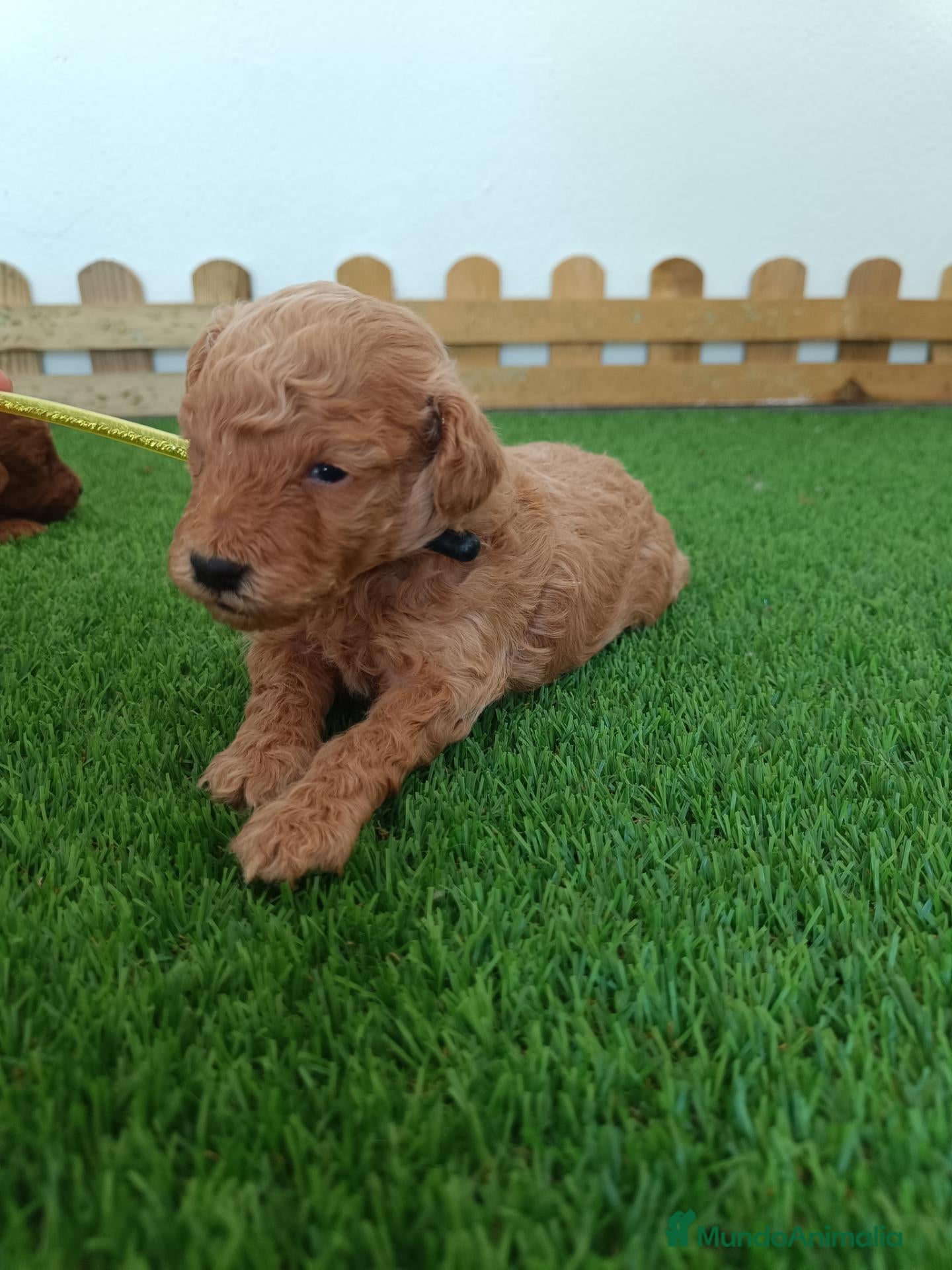 Caniche Toy perros Caniche toy hembra  - Anuncio 35