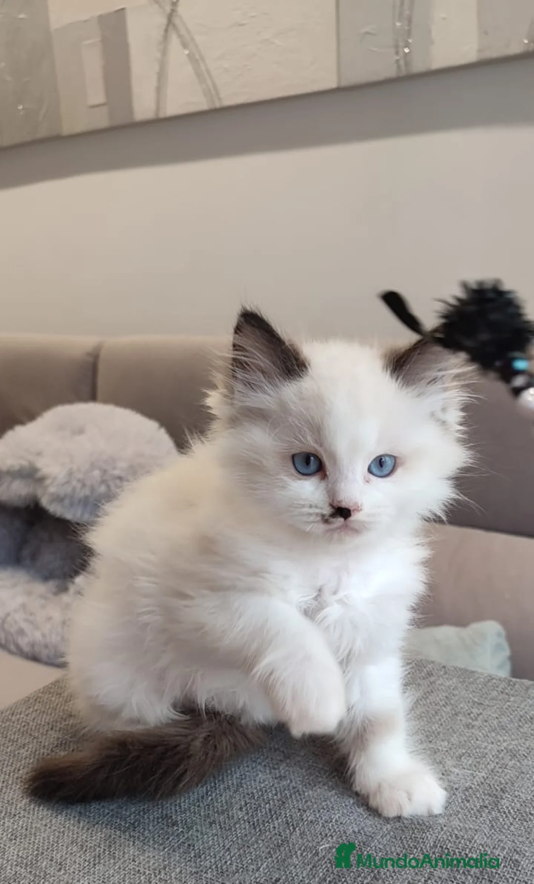 Ragdoll gatos en venta: Gatitos Ragdoll - Anuncio 23