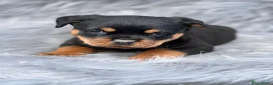 Rottweiler Cachorro 2