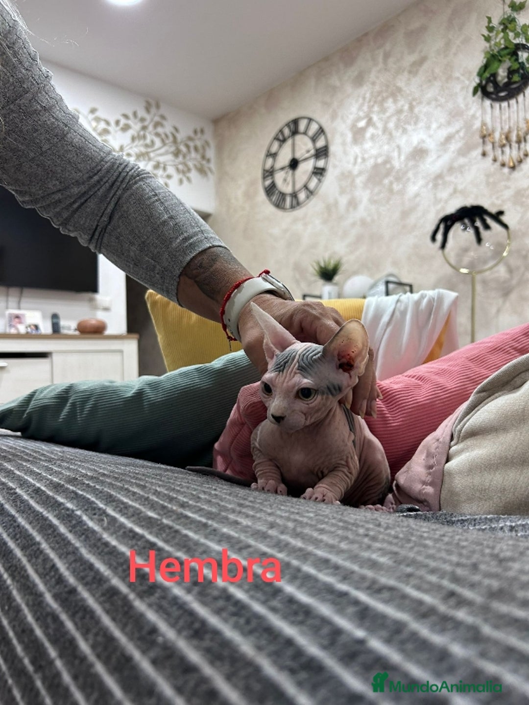 Sphynx gatos en venta: Sphynx calidad y selección  - Imagen 2