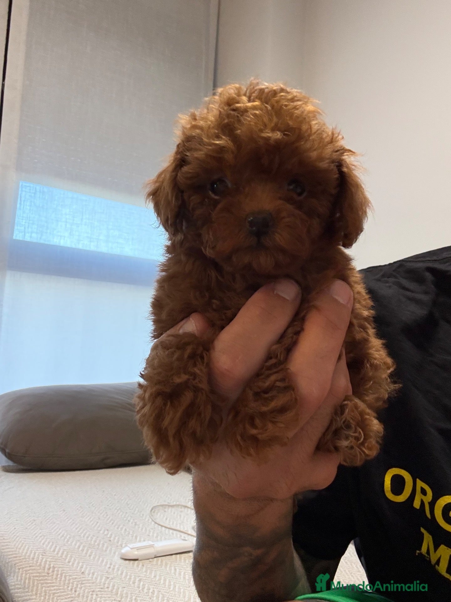 Caniche Toy perros 🐩 CANICHE TOY ROJO PIMENTÓN — 2 MESES 🤎 - Anuncio 1