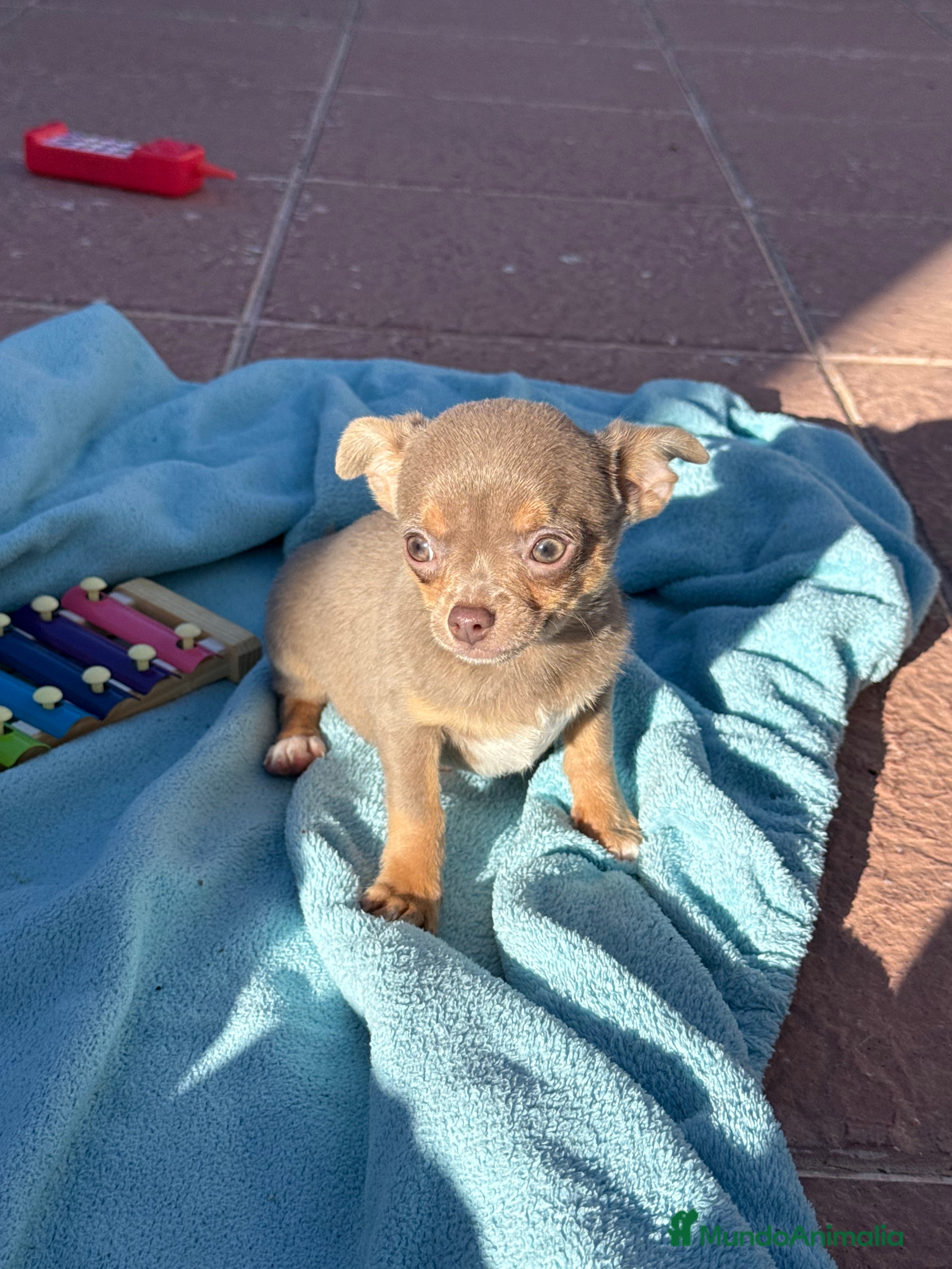 Chihuahua perros Chihuahuas machos disponibles ojos claros  - Anuncio 3