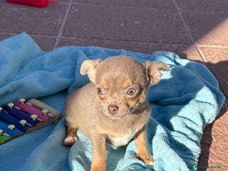 Chihuahua perros Chihuahuas machos disponibles ojos claros - Anuncio 4