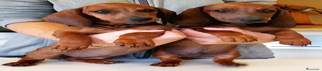 Teckel Cachorro 3