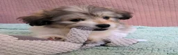 Bichón Habanero perros en venta: Machitos de bichon habanero - Anuncio 23