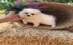 Pomerania perros en venta: Pomerania muy bonitos  - Imagen 2