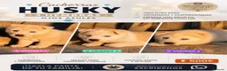 Husky Siberiano perros en venta: HUSKY SIBERIANO HEMBRAS  en Badajoz - Anuncio 1
