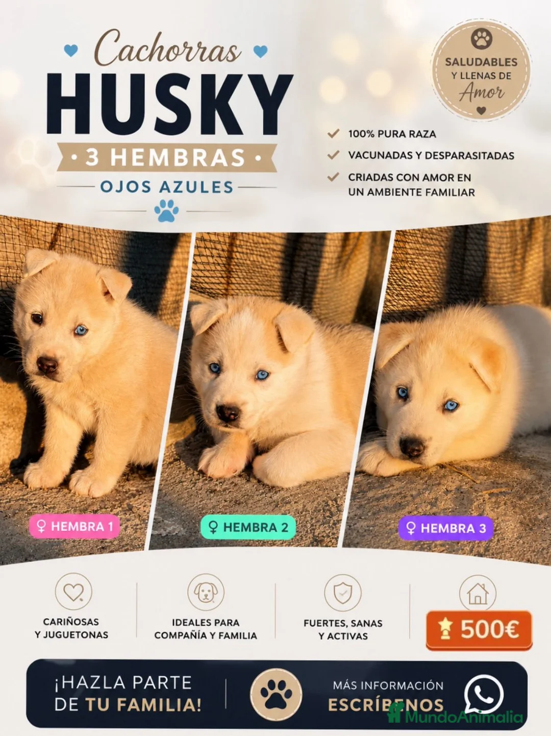 Husky Siberiano perros en venta: HUSKY SIBERIANO HEMBRAS  en Badajoz - Anuncio 1