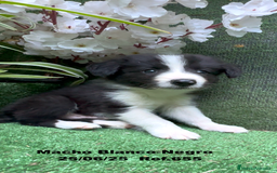 Border Collie perros en venta: BORDER COLLIE DE VILLA BIZNAGA - Imagen 13