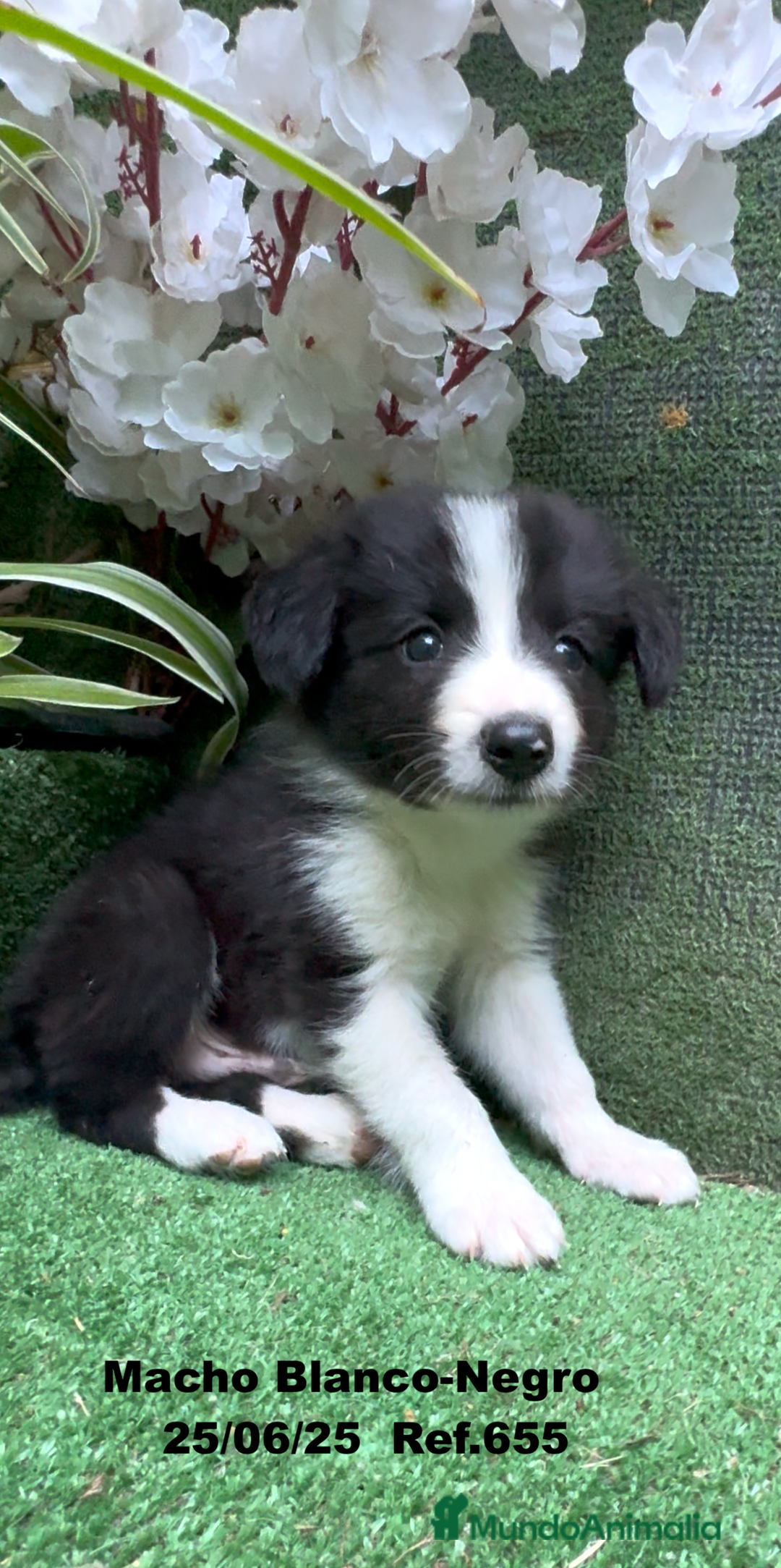 Border Collie perros en venta: BORDER COLLIE DE VILLA BIZNAGA - Imagen 13