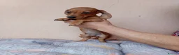 Teckel Miniatura perros en venta: Teckel canichen - Anuncio 8